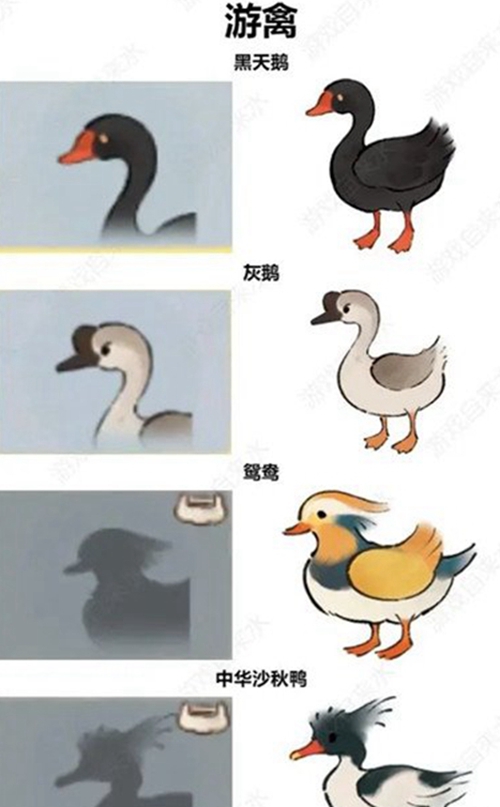 桃源深处有人家鸟类辨别方法有哪些（图鉴分享）